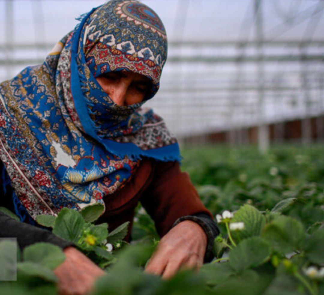 وجود ۴۰ هکتار گلخانه غیرفعال در خراسان‌شمالی: