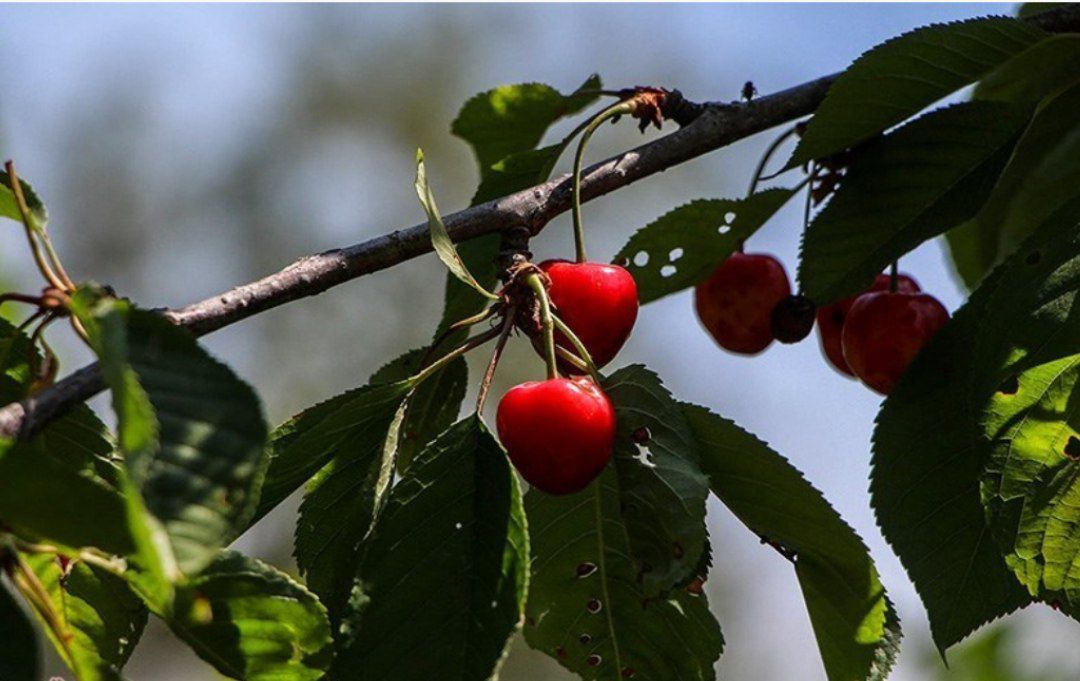 تامین ۷۵۰۰ نهال گردو و گیلاس در خراسان‌شمالی